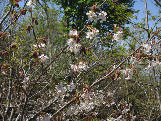 山桜も咲いている