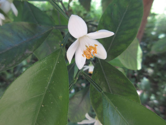 柑橘系の花が満開でいい香り