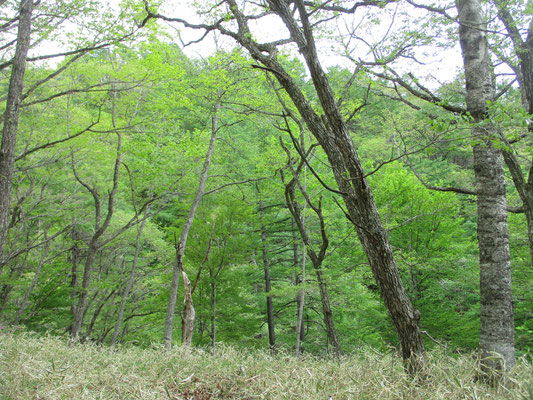 もうすぐ林道出合　おしまいに近い緑を惜しむように見入る