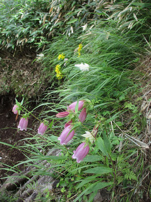 下山途中で出会った、本日最高のお花畑