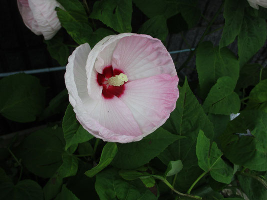 栽培種の芙蓉の仲間だろうか？　みごと！　パラボラアンテナみたい…