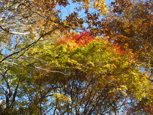 見れば緑〜赤への全色揃った紅葉のグラデーション