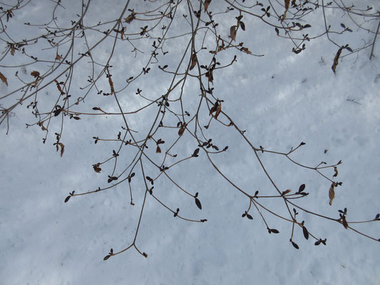 雪と冬芽の枝　きれいな模様に見える