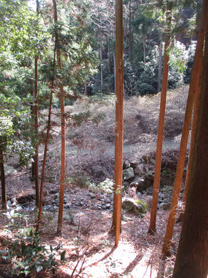 このミツマタ桃源郷のある「大平登山口」から急登に取り付き、松石寺尾根を辿り登山開始　ここから見下ろすミツマタの群落はまた見事