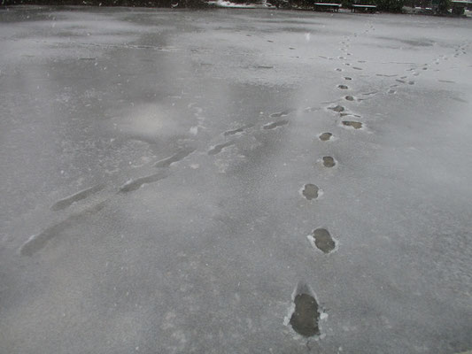 いくつかの足跡　水分の多い雪がシャーベットのように鈍く光る