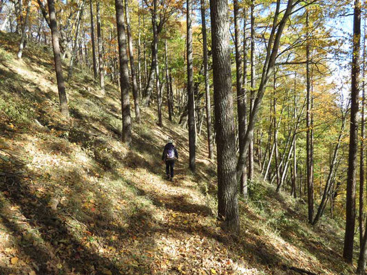 巻道は落葉松林です　黄葉の一歩手前　明るい雰囲気の山道