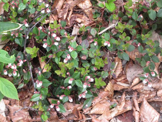 すぐに足元はアカモノの花が出迎えてくれる