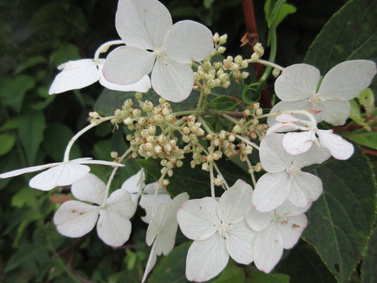 白いノリウツギの花　花盛りのために、この木がとても多いことが分かる