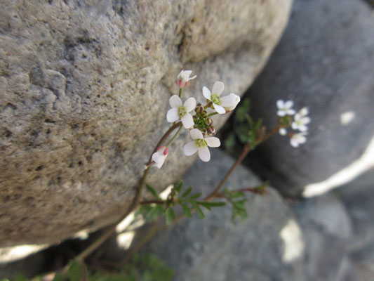 当日のお花その6　次の福寿草園に移動の途中で　タネツケバナ　雑草としてバンバン抜かれてしまうけれど、よくよく見れば何と可憐な！