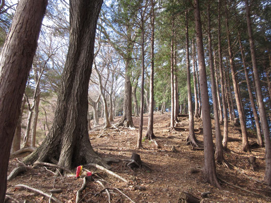 このままずっと華厳山山頂まで続く急登