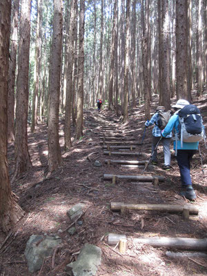 こんな階段続きの手入れも今ひとつの植林の山だが、小沢もあるし炭焼き窯もあり、自然林を人が利用する森だったのだろう