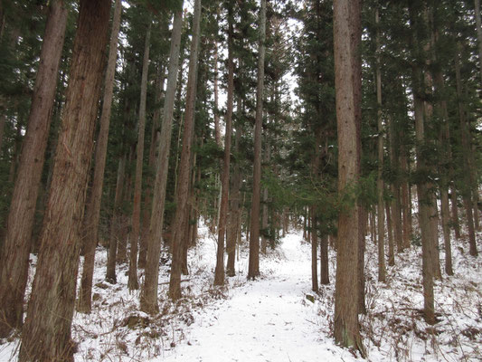 途中の植林帯　気持ちよく登山道の雪を踏んで登っていく