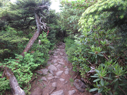 百名山の西吾妻山に向かうための登山道として、一番よく踏まれているであろう山道
