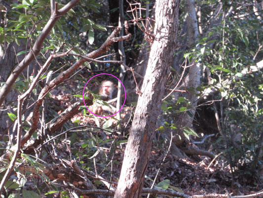 一頭のおサル 堂々としたもので、私たちが脇を登っていても悠々と餌を探して逃げる気配もない