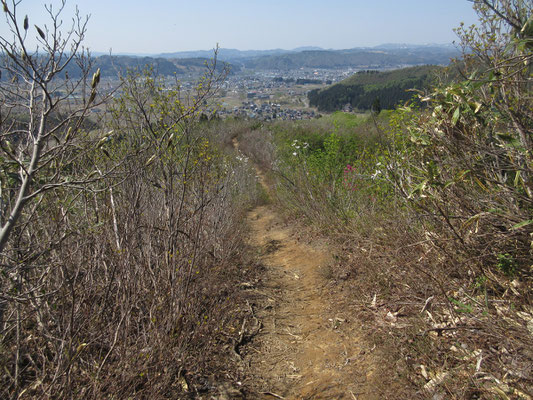 往路よりも花が開いたので、華やいだ雰囲気になっている