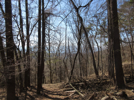 再び雑木の山道を行く