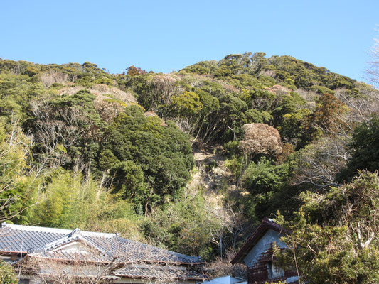 房総特有のタブなどを主にした照葉樹林の山だが、あちこち茶色くなっているのが目立つ　少し調べると、千葉でもスダジイが2017年にカシノナガキクイムシの被害を確認しているとのこと　その被害がここ数年でここまで深刻になっているのだろうか…