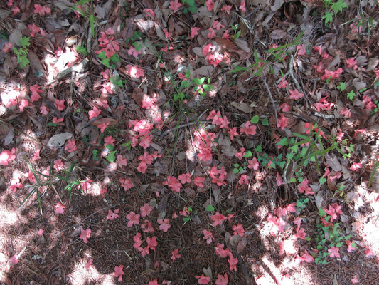 そこからは急登だったが、足下にはヤマツツジの落花がいっぱい