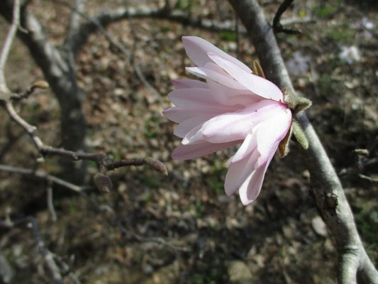 低木のシデコブシが咲いていた　間近で写真が撮れた