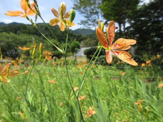 次々と咲く一日花のヒオウギ　朝に蕾がふっくらとすると、その内このように開くが午後遅くには萎んでしまう