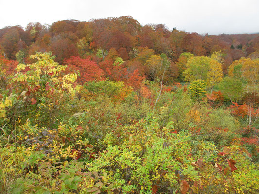 大沼周辺のブナの山と色とりどりの紅葉