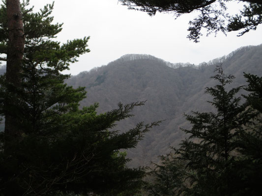 棚ノ入山から植林越しにやっと見える赤鞍ヶ岳