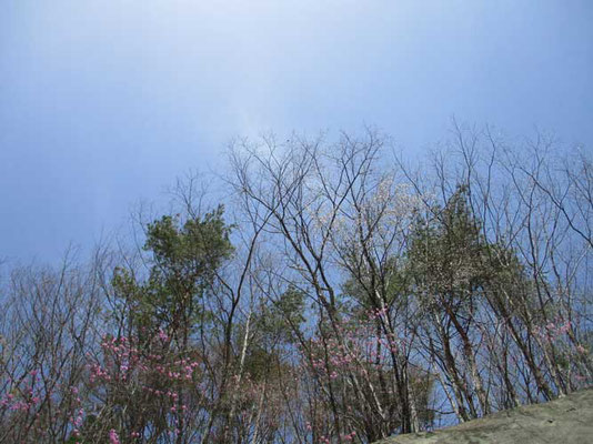 春の空に春の木々　そしてミツバツツジ