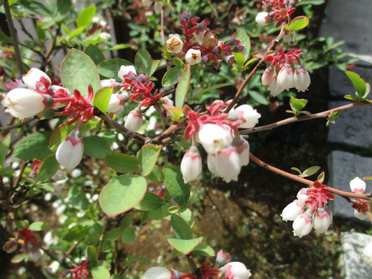 花が落ちた萼には、すでに小さな小さな実がつき始めている　