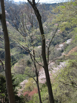 華厳山と荻野高取山の谷あいのサクラ