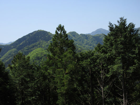 遠くに見える形のいい山は丹沢の大室山　左の緑の丸っこい山は金剛山か　杉の木の右・ちょっと台形の山頂が阿夫利山では？と山座同定を楽しむ