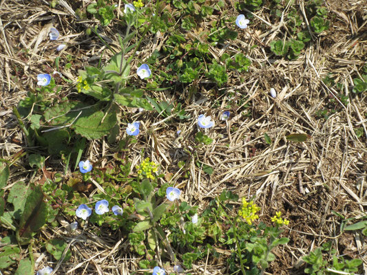 芝生には青い星がいっぱい　黄色いナズナのような草も一緒に咲き補色関係できれい