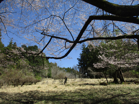 人が居ると広々とした場所の一本桜と分かる