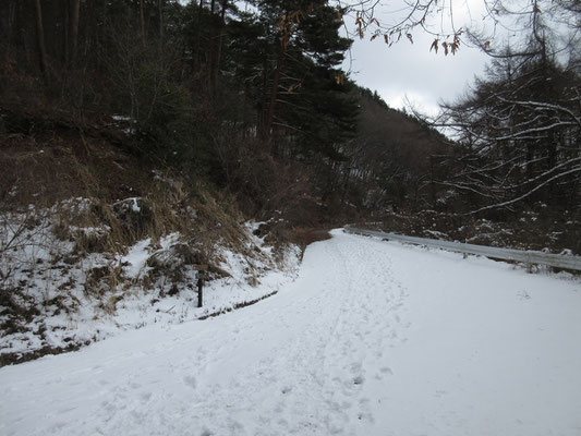 一旦林道に出る　林道にはかなり雪が積もっている