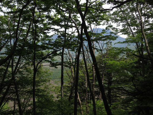 殆どが樹林帯で、しかもすでに茂っている時季なので眺望がないままだったが、樹林越しに男体山と手前の戦場ヶ原が垣間見える