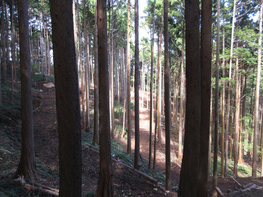 全く視界のないまま、延々と植林帯を下る　もうそろそろ林道にぶつかるか、という頃に伐採作業用の荒れた作業道に出くわし、伐採された所が明るく見える