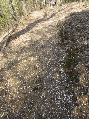 風が吹くと桜吹雪でまるで映画のワンシーンのようだった　地面にはサクラの花びらが一面に…