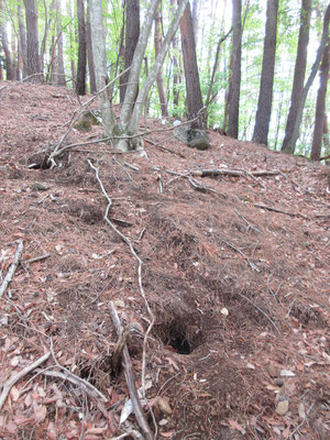 緩やかな登り斜面にはちょっとした穴が幾つも　どうやらアナグマの巣らしい