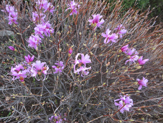 団地脇の花壇で見つけたミツバツツジ　早春、山がまだ沈んだ色の時期にこの花がポツンポツンと咲いている様は本当にステキだ