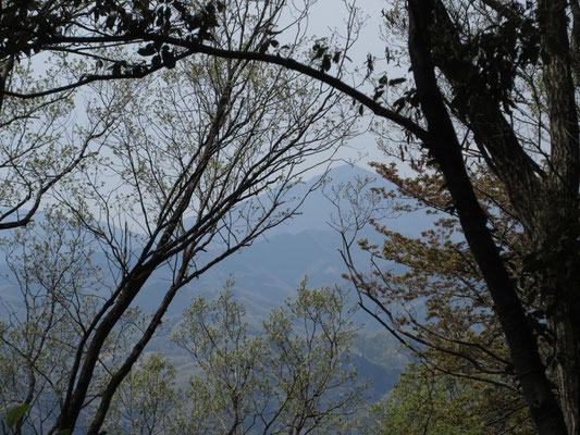 少し登ると、樹間に春霞に青くけむるような大室山が見える