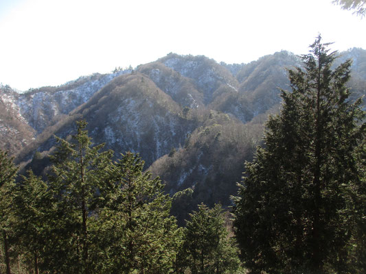 嘗ての植林後の保護柵が倒れていたりで、大岩ノ頭から多少手間取りつつ下山　谷の向こうの山は雪化粧し、標高以上に丹沢の谷深さを感じさせる迫力