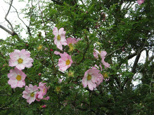 ちょうど見頃のサンショウバラは淡いピンク色　箱根町の花とのこと