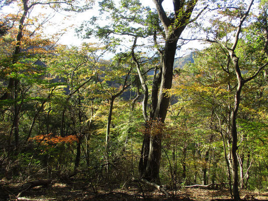 美しい林相の西山稜線付近