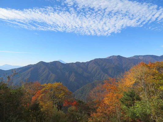 秋らしいうろこ雲の空に色づき始めた木々　いかにも秋と言った風情です