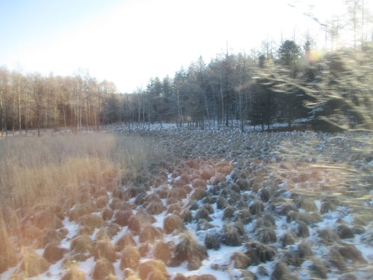 驚いたことに、いつもなら雪がかぶっていて分からなかったが線路の周囲は湿地帯なので延々と「谷地坊主」があった　※谷地坊主：写真枠の下をご参照ください