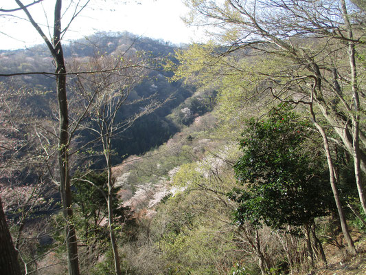 向こうの稜線は荻野高取山　こちらの華厳尾根と挟んだ谷あいの自然度の高さは素晴らしい