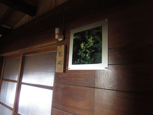 部屋の入り口には色々な高山植物などの写真と名札が付いている　民宿のようだ