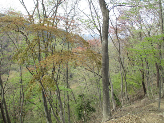 高取山の北尾根を下る