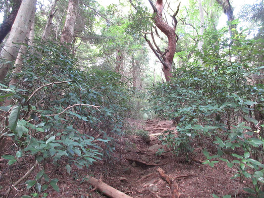 岩屋を訪ねてから、元に戻り塔ノ峰へ　広葉樹林が圧倒的な、見晴らしのない山道が続く