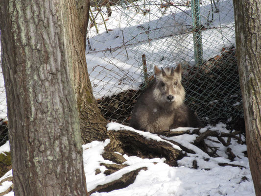 カモシカちゃんもジッとこちらを見つめる　明日の好天を期待し山登りに備え、観光気分で過ごした初日でした（つづく）