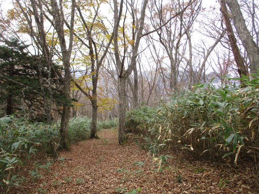 落ち葉が敷き詰められた雰囲気のよい登山道　